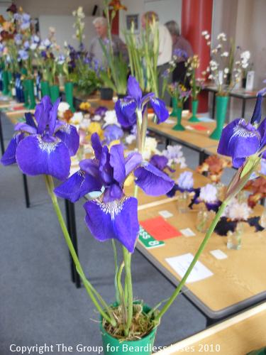 DSCF1211 - unknown siberian